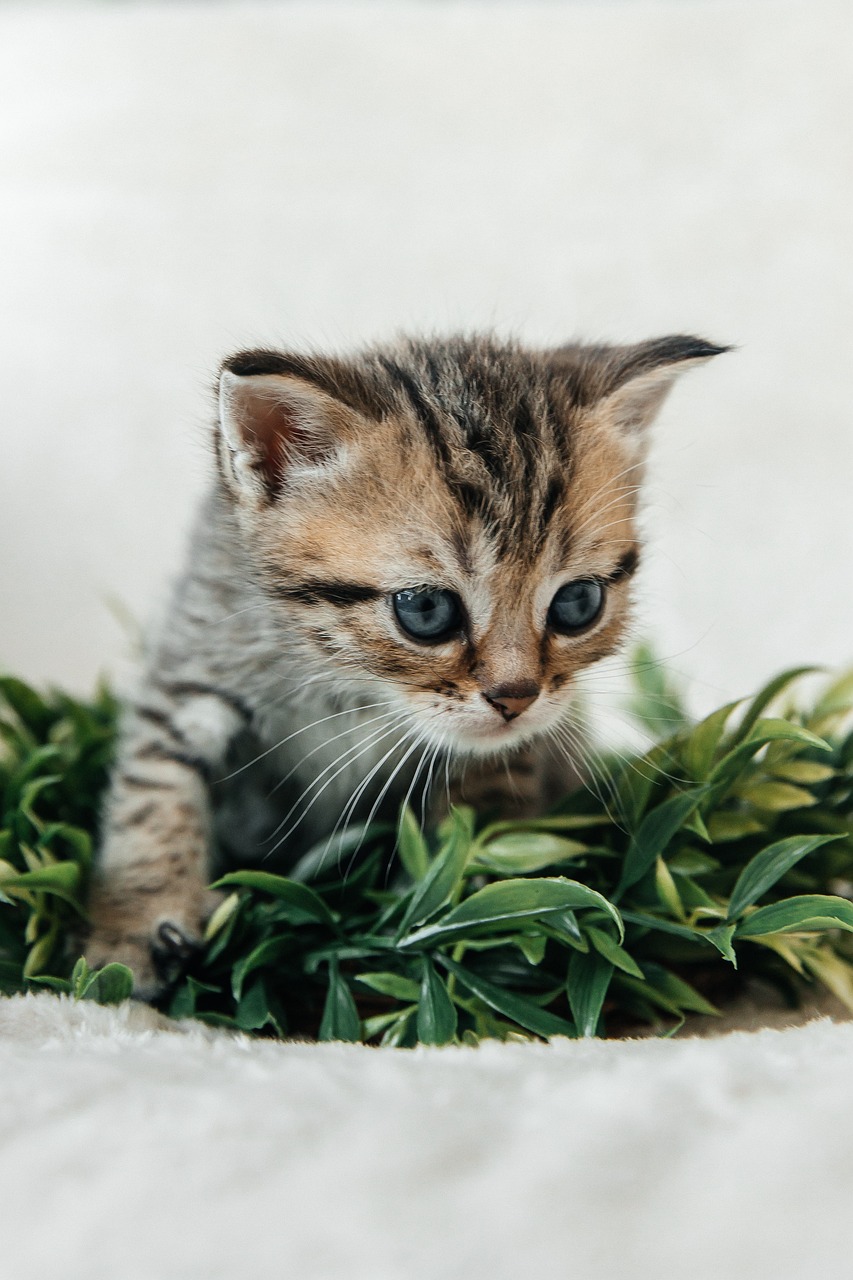 adopcja kotów: odkryj radość posiadania kota! dowiedz się, jak przynieść do swojego domu nowego przyjaciela, który wniesie miłość, radość i towarzystwo. przeczytaj nasze porady dotyczące adopcji, pielęgnacji i wychowania kotów.