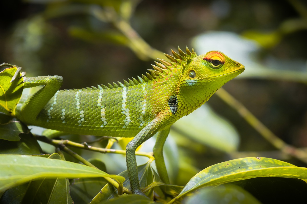 adoptez un lézard et découvrez le monde fascinant de ces animaux uniques. offrez-leur un foyer aimant et apprenez à prendre soin de votre nouvel ami reptilien. chaque lézard a une personnalité distincte, n'attendez plus pour faire une différence dans leur vie !