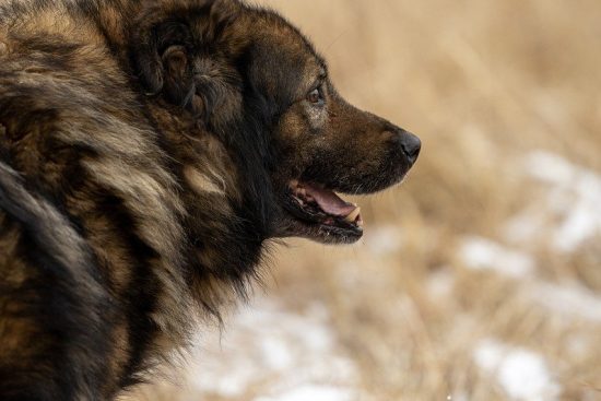 zamień życie na lepsze, adoptując ukochanego pupila! oferujemy szeroki wybór przyjaznych i potrzebujących zwierząt, które czekają na nowy dom. sprawdź naszą stronę, aby znaleźć idealnego towarzysza i dać mu drugą szansę!