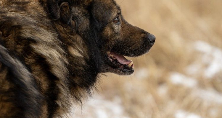 zamień życie na lepsze, adoptując ukochanego pupila! oferujemy szeroki wybór przyjaznych i potrzebujących zwierząt, które czekają na nowy dom. sprawdź naszą stronę, aby znaleźć idealnego towarzysza i dać mu drugą szansę!