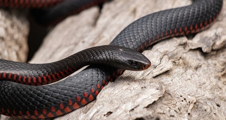 adopting a snake peut être une expérience fascinante et enrichissante. découvrez les différentes espèces, les besoins spécifiques, et les conseils pour bien prendre soin de votre nouvel ami reptilien. apprenez comment créer un habitat adapté et assurer sa santé et son bien-être.