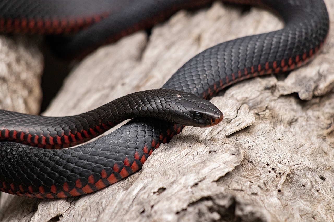 adopting a snake peut être une expérience fascinante et enrichissante. découvrez les différentes espèces, les besoins spécifiques, et les conseils pour bien prendre soin de votre nouvel ami reptilien. apprenez comment créer un habitat adapté et assurer sa santé et son bien-être.