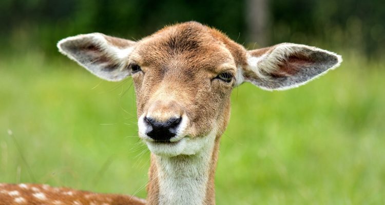 zakażenie ucha to powszechna dolegliwość, która może dotknąć osoby w każdym wieku. dowiedz się, jakie są objawy, przyczyny oraz skuteczne metody leczenia, aby szybko pozbyć się bólu i dyskomfortu związanego z infekcją ucha.