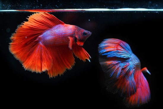 adoptez un poisson : découvrez les bienfaits d'accueillir un compagnon aquatique chez vous, conseils sur les soins, l'environnement et l'alimentation pour garantir le bonheur de votre nouvel ami nageant.