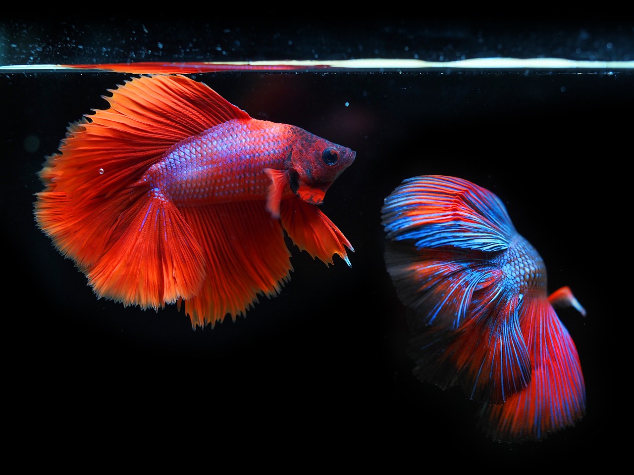 adoptez un poisson : découvrez les bienfaits d'accueillir un compagnon aquatique chez vous, conseils sur les soins, l'environnement et l'alimentation pour garantir le bonheur de votre nouvel ami nageant.