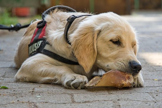 harnais de qualité supérieure conçus pour le confort et la sécurité de votre animal. découvrez notre gamme de harnais adaptés à toutes les tailles et besoins pour des promenades agréables et en toute sérénité.